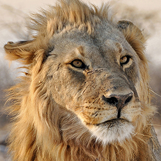 Etosha - Olifantsbad - Male lion